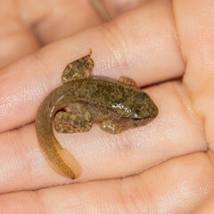 A small toad tadpole, on a child's hand, has almost completed its metamorphosis: you can see the head, eyes, tail and four legs. The skin is moist and clammy. Macro photography
