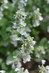 Fototapeta premium Catmint Snowflake flowers