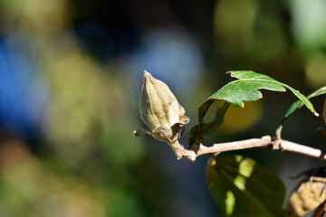 Rose Of Sharon seed pod