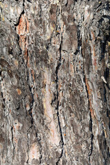 Black pine bark detail