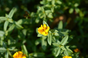 Mexican marigold flower