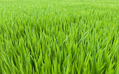 Green rice seedlings growing in a tray because