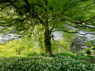 Beautiful green tree and wild garlic flowers growing in botanical garden