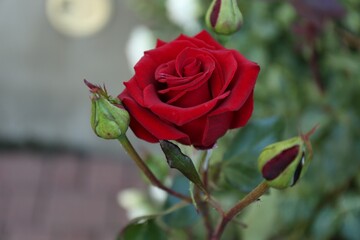 Beautiful red rose growing in garden, closeup