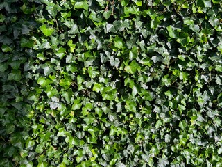 Beautiful lush ivy with green leaves outdoors as background, closeup