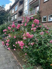 Beautiful blooming pink roses and bicycle near building