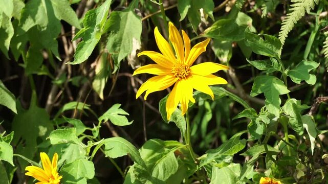 Mexican sunflower (Tithonia diversifolia) with a natural background. Also, use as herbal medicine for diabetes
