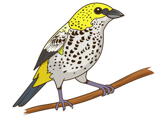 Speckled tanager bird learn birds educational game PNG illustration