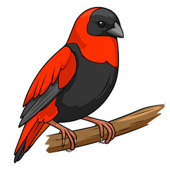Northern red bishop bird learn birds educational game PNG illustration