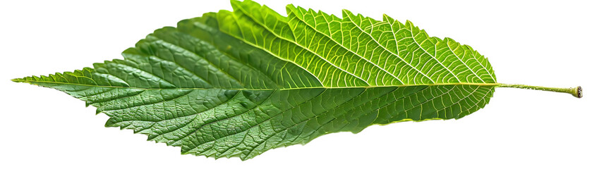 Green Leaf with Veins on Black Background Photo