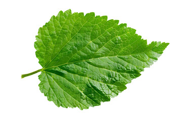 Green Leaf with Veins Isolated on Black Background - Illustration