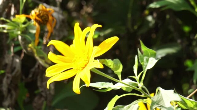 Mexican sunflower (Tithonia diversifolia) with a natural background. Also, use as herbal medicine for diabetes