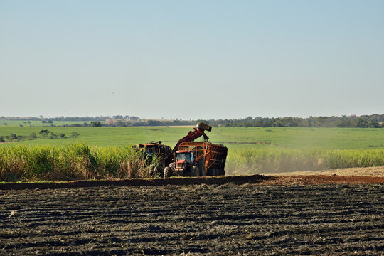 Maquina colhendo em canavial