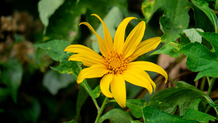 Fototapeta premium Mexican sunflower (Tithonia diversifolia) with a natural background. Also, use as herbal medicine for diabetes