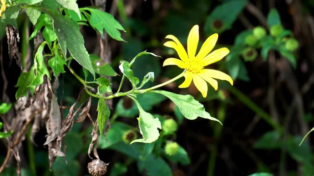 Mexican sunflower (Tithonia diversifolia) with a natural background. Also, use as herbal medicine for diabetes
