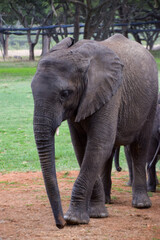 A young African elephant in a wildlife sanctuary in Zimbabwe