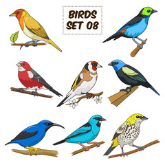 Bird set cartoon colorful PNG illustration. Educational material