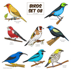 Bird set cartoon colorful PNG illustration. Educational material