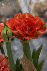 Naklejka premium Amaryllis Benito always looks elegant and well-groomed