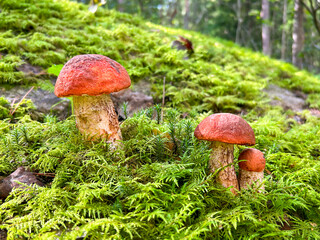 three mushrooms growing in the moss
