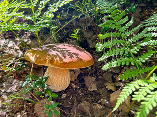 Boletus growing on fern, the forest in autumn