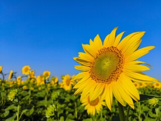 Naklejka premium Sunflower closeup in sunflower field with blue sky