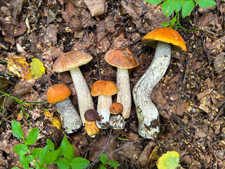 Different mushrooms in the forest land