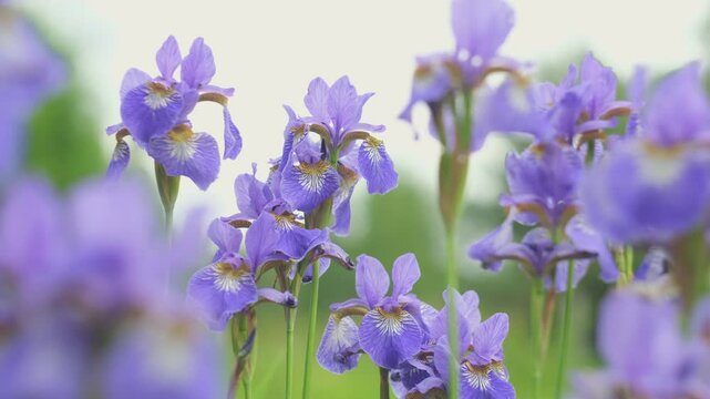 Yellow Purple dwarf iris Mikey growing in garden. Violet very peri color irises on green blurred background. Summer flowers closeup. Sunny day. Lot of irises. Large cultivated flowers. Close Up.	
