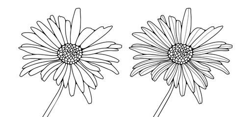 Contour of chamomile or calendula on a white background.