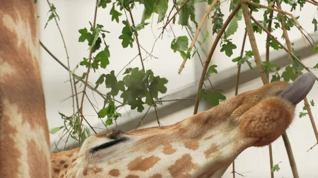 Smokey giraffe head plucking leaves from a tree for feeding close up. Giraffa camelopardalis angolensis, long tongued angolan giraffe eating in the wild or namibian giraffe