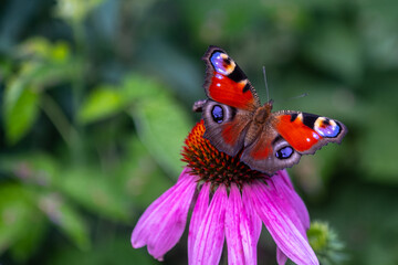Peacock Butterfly on Pink Coneflower. Blur and selective focus