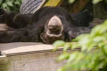 the African Chimpanzee at the zoo. Chimps are omnivores eating mostly fruits, seeds, and insects. Meat is only 2% of their diet.