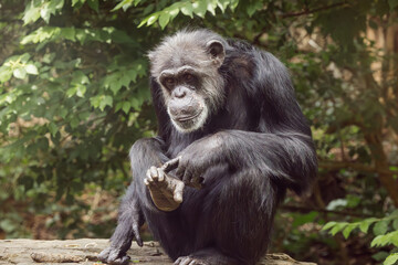the African Chimpanzee at the zoo. Chimps are omnivores eating mostly fruits, seeds, and insects....