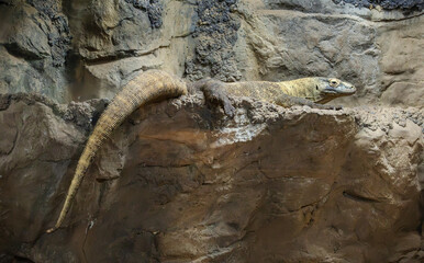 The Komodo Dragon sitting on a rock ledge at the zoo. This carnivorous large lizard is dangerous and ranges across several Indonesian Islands.