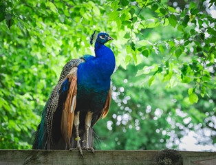Male Peacock standing on a fence at the zoo. the peacock origins are in India. They are omnivores that eat seeds and insects.