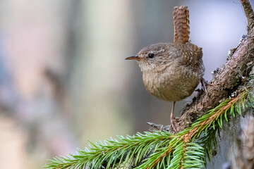 Wren