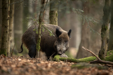 Wild boar in the winter forest. Wild pig in Bavarian national park. Swine is looking for food. 