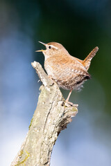Wren