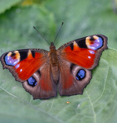 Close up Peacock Butterfly on a cabbage leaf. Blur and selective focus