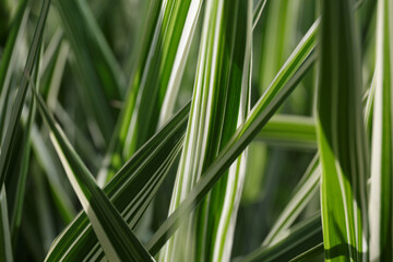 Striped grass. Variegated sedges. Close-app. Background of decorative sedge. Striped green grass. Decorative long grass. Sedge with white and green striped foliage