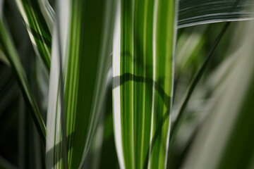 Striped grass. Variegated sedges. Close-app. Striped green grass. Decorative long grass. Sedge with...