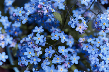 Forget-me-nots, Myosotis sylvatica, Myosotis scorpioides. Spring blossom background. Blue little forget me not flowers. Blooming Myosotis wildflowers with blue petals on a summer day close-up photo