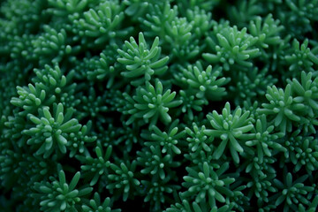 Sedum. Sedum hispanicum or spanish stonecrop, top view. Flowering plant in the family Crassulaceae. Сlose-up. Selective focus