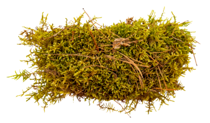 A piece of moss or grass on a white background. View from above. Green moss isolate