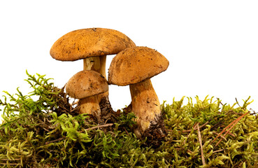 Forest mushroom with green moss on a white background. Mushroom isolate in grass