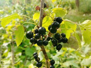 black currant on the bush close up