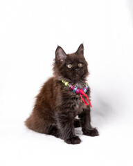 Maine coon kittens, beautiful photos of cats on the studio on white and black background.