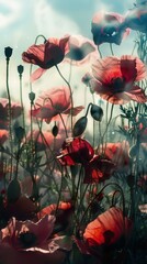 Beautiful field of red poppy flowers with soft focus and dreamy effect under gentle sunlight and vibrant blue sky.