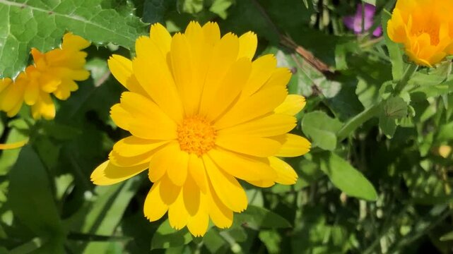 Common marigold, medicinal plant with yellow flower