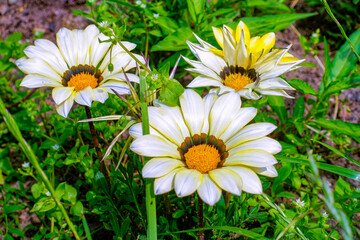 Close-up of the flowers of yellow and white gazania.